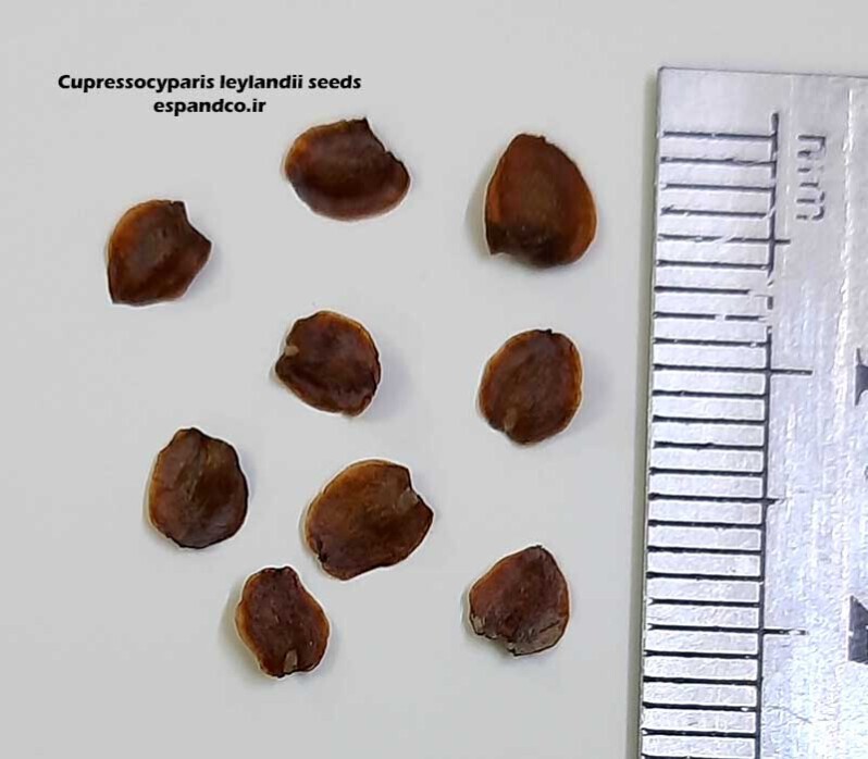  Cupressocyparis leylandii seeds 